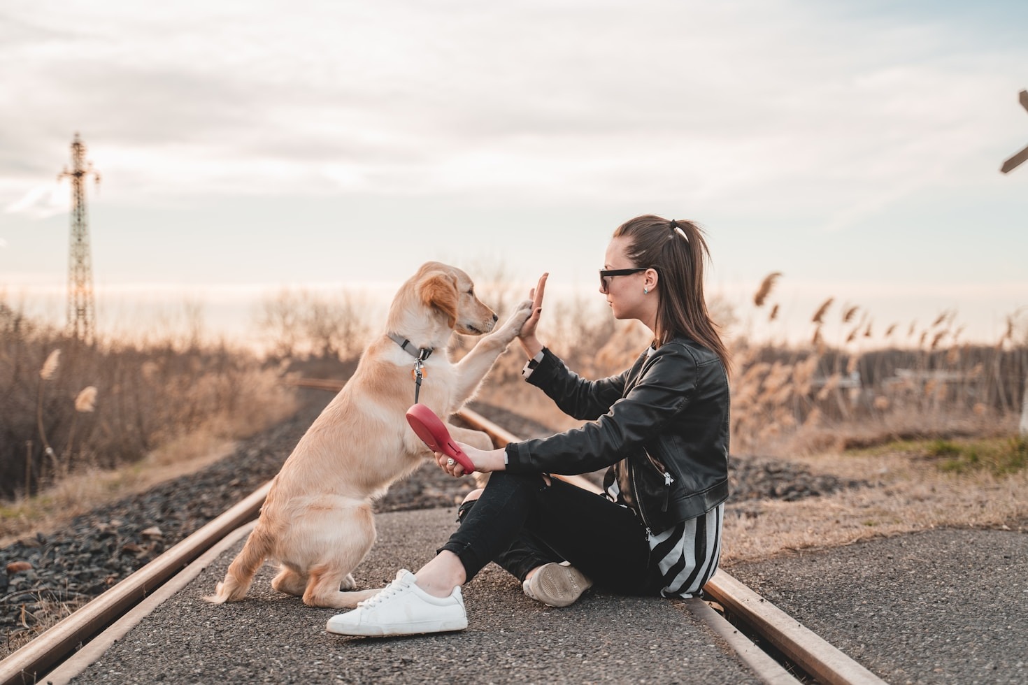Understanding Canine Behavior: A Beginner’s Guide