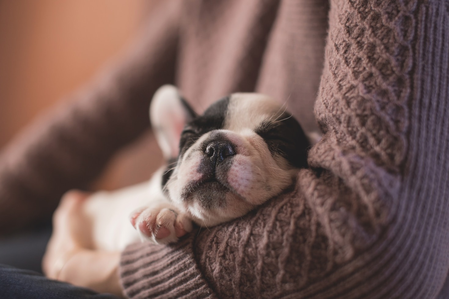 The Basics of Puppy Training: Quick Tips