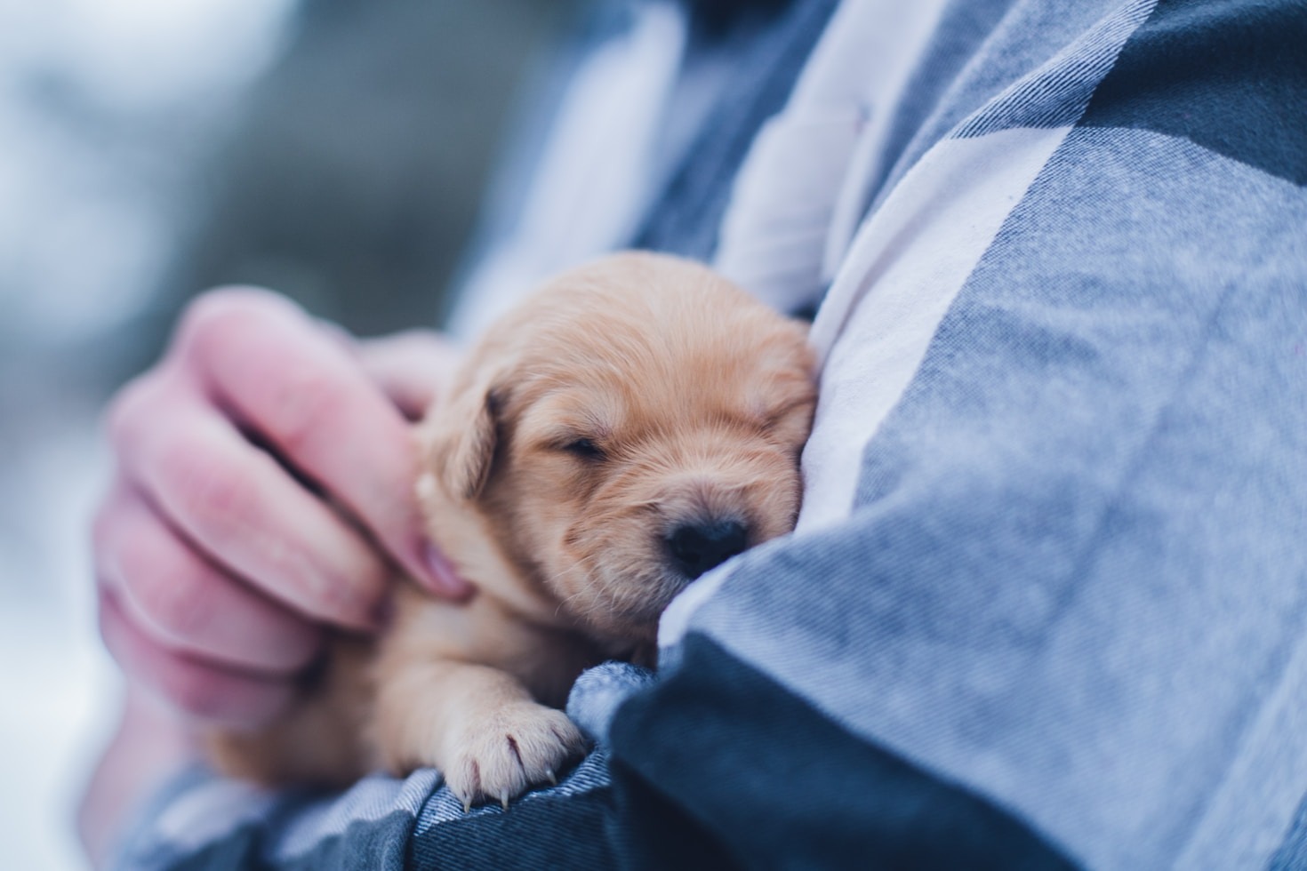 Common Mistakes New Dog Owners Should Avoid